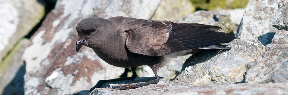STORM PETRELS
